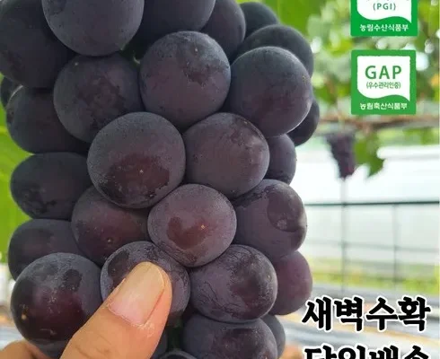 갑성비아이템 베스트8 거봉포도 리뷰정리